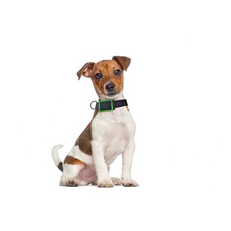 Weenect Pets GPS Collar