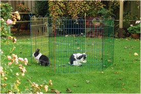 Konijnenren Multicolor