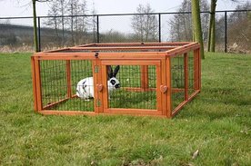 Konijnenren Woodland 