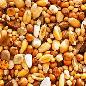 Tortelduiven Voer 4 kg