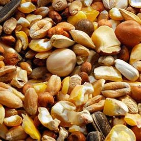 Sierduiven Voer 4 kg